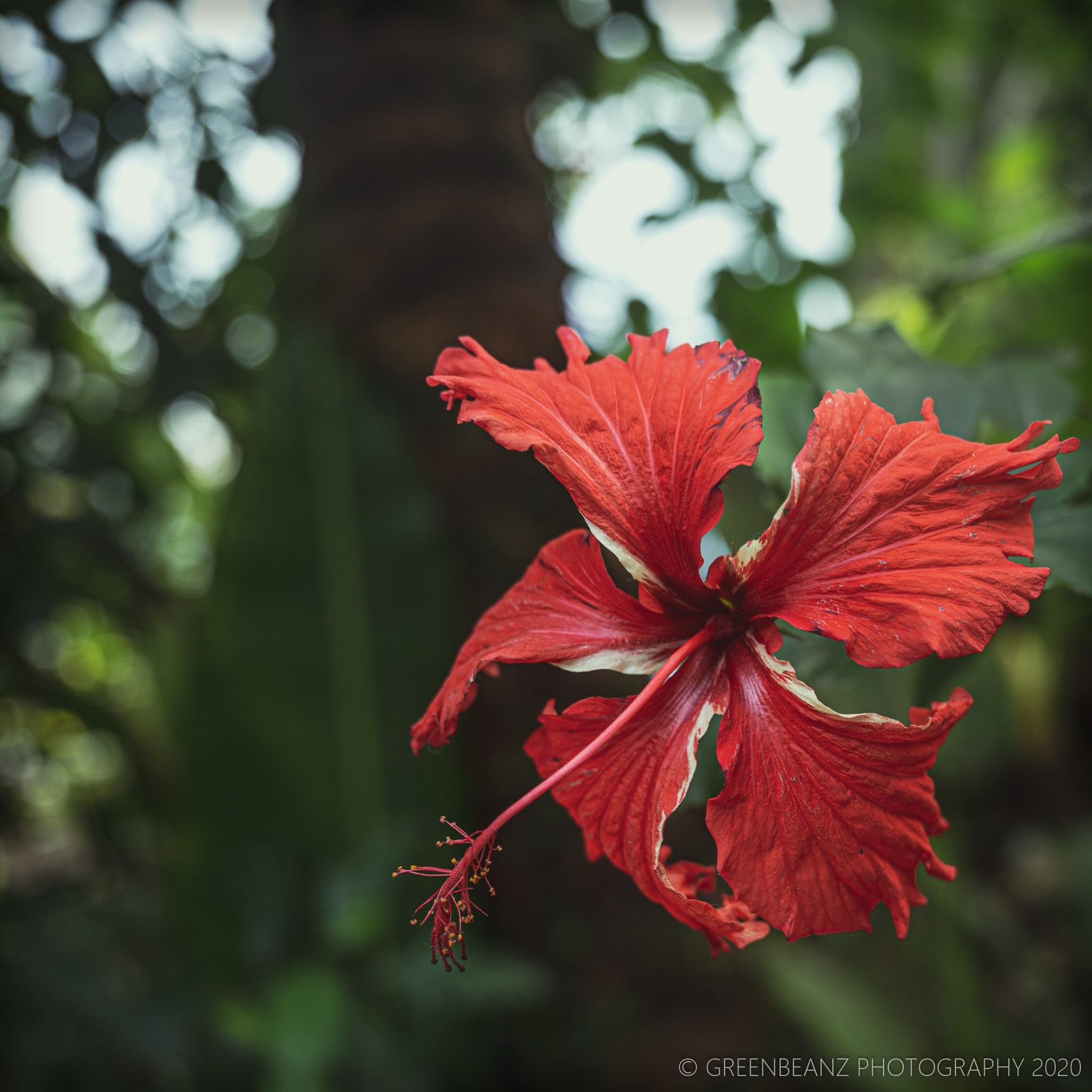 Flower at The Eden Project in Cornwall. Hosting The World Past Championship 